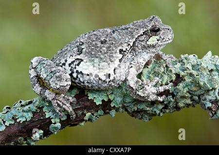 Gray Tree Frog Hyla versicolor camouflaged and blended with lichens Eastern North America Stock Photo