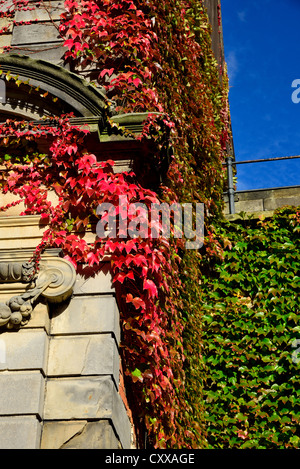 Vines of fall colors clinching on stone wall at the Bentheim Castle. Bad Bentheim, Germany. Stock Photo