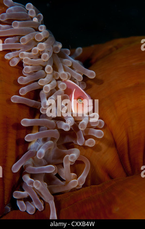 A pink anemonefish, Amphiprion perideraion, swims in a magnificent anemone, Heteractis magnifica, Bima Bay, Sumbawa Stock Photo