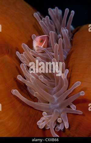 A pink anemonefish, Amphiprion perideraion, swims in a magnificent anemone, Heteractis magnifica, Bima Bay, Sumbawa Stock Photo
