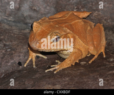 Solomon Island Leaf Frog Stock Photo
