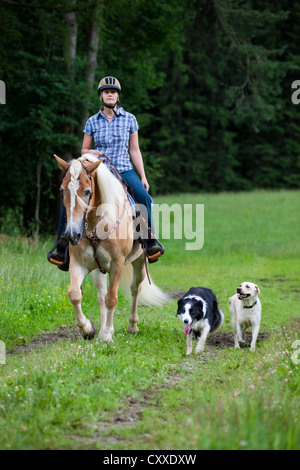 Woman riding a Haflinger horse with a western bridle, in a field with Labrador and Border Collie as riding companions Stock Photo