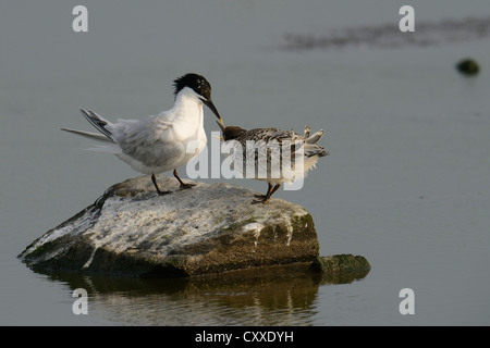 Sandwich Tern (Sterna sandvicensis) with chick, Texel, The Netherlands, Europe Stock Photo