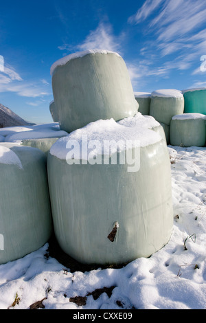 Bales wrapped in plastic in the winter, silage, North Tyrol, Austria, Europe Stock Photo