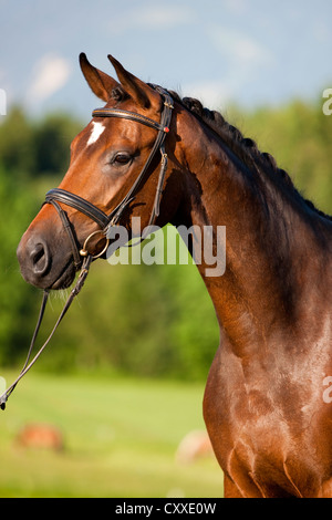 Austrian warmblood horse, bridled, mare with knotted mane, bay colour, portrait, North Tyrol, Austria, Europe Stock Photo