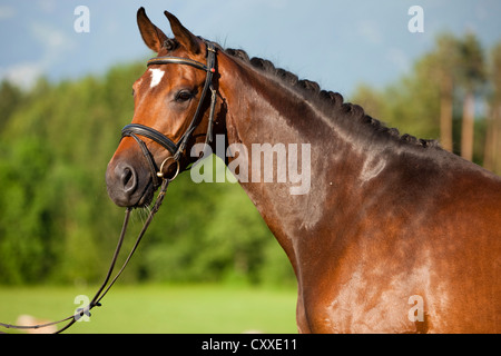Austrian warmblood horse, bridled, mare with knotted mane, bay colour, portrait, North Tyrol, Austria, Europe Stock Photo