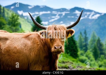 Highland cattle on a mountain pasture, North Tyrol, Austria, Europe Stock Photo