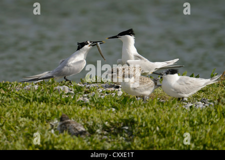 Sandwich Tern (Sterna sandvicensis), handing over fish to partner, Texel, The Netherlands, Europe Stock Photo