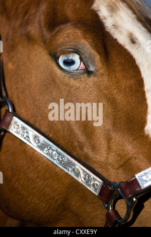 Paint Horse mare, sorrel tobiano spotted, fish eye, wearing a show halter, North Tyrol, Austria, Europe Stock Photo