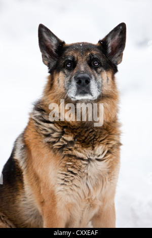 Portrait of an old German shepherd dog, female, on a lawn in Ystad ...