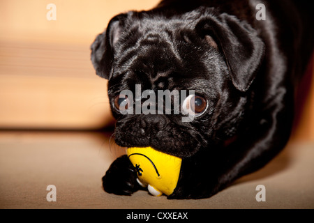 Young black pug chewing on a toy Stock Photo