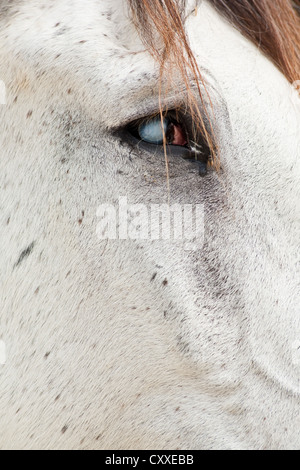 Blind old Lusitano, grey horse, detail of the eye, Andalucia, Spain, Europe Stock Photo