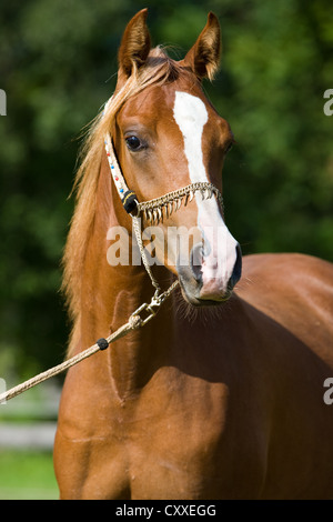 Arabian mare, chestnut, portrait wearing a show halter, North Tyrol, Austria, Europe Stock Photo