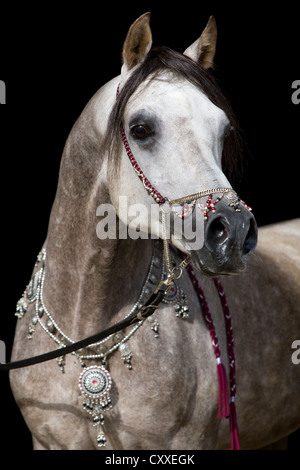 Arabian stallion, dapple grey, portrait wearing a show halter and jewellery, North Tyrol, Austria, Europe Stock Photo