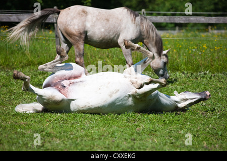 Two gray horses in a paddock, an Arabian mare rolling on the grass, North Tyrol, Austria, Europe Stock Photo