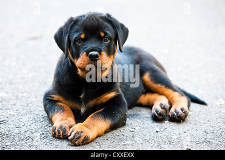 Rottweiler puppy lying on asphalt, North Tyrol, Austria, Europe Stock Photo
