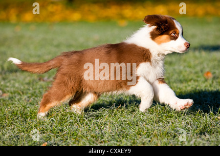 Australian Shepherd puppy running across a meadow, North Tyrol, Austria, Europe Stock Photo