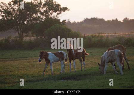 Chincoteague horse ponies pony wild USA America US Stock Photo