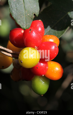 Fruits of Black Bryony (Tamus communis) Stock Photo