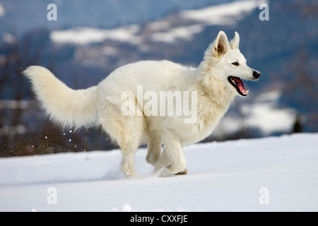 White Shepherd dog running on snow, North Tyrol, Austria, Europe Stock Photo