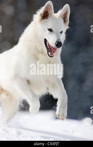 White Shepherd dog jumping in the snow, North Tyrol, Austria, Europe Stock Photo