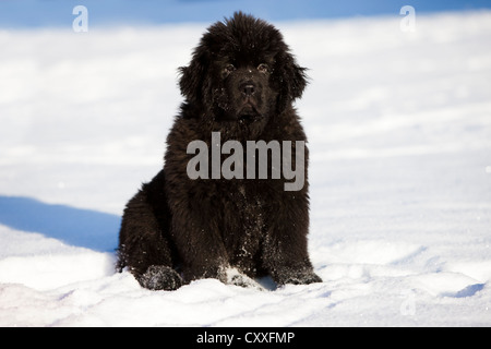 Newfoundland puppy sitting in the snow, North Tyrol, Austria, Europe Stock Photo