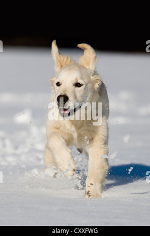 Golden Retriever, young dog running in the snow, northern Tyrol, Austria, Europe Stock Photo