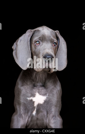German Mastiff puppy, portrait, North Tyrol, Austria, Europe Stock Photo