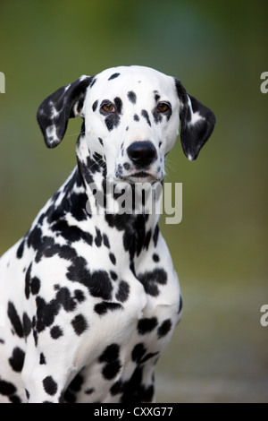 Dalmatian, portrait, North Tyrol, Austria, Europe Stock Photo
