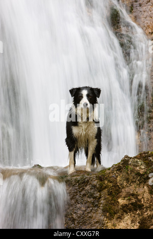 Border Collie standing in front of a waterfall, North Tyrol, Austria, Europe Stock Photo