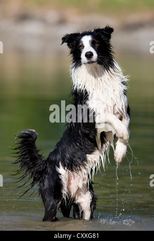 Border Collie standing on its hind legs in water, North Tyrol, Austria, Europe Stock Photo