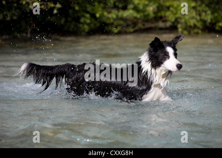 Border Collie walking in the water, North Tyrol, Austria, Europe Stock Photo