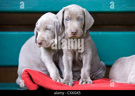 Weimaraner dogs, puppies, sitting on a bench, North Tyrol, Austria, Europe Stock Photo