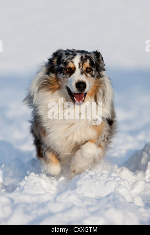 Australian Shepherd, blue merle, running in the snow, North Tyrol, Austria, Europe Stock Photo