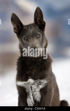 Alpine Shepherd, portrait in the snow, North Tyrol, Austria, Europe Stock Photo