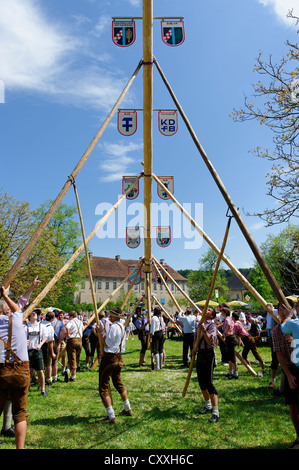 May Pole being set up, 1st May, Raitenhaslach Monastery, Burghausen, Upper Bavaria, Bavaria Stock Photo