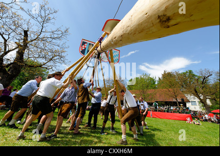 May Pole being set up, 1st May, Raitenhaslach Monastery, Burghausen, Upper Bavaria, Bavaria Stock Photo