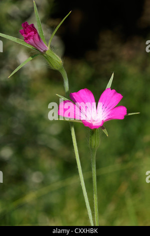 Corncockle (Agrostemma githago), Allgaeu, Bavaria Stock Photo