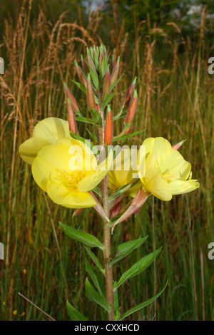 Common evening primrose (Oenothera biennis), Allgaeu, Bavaria Stock Photo