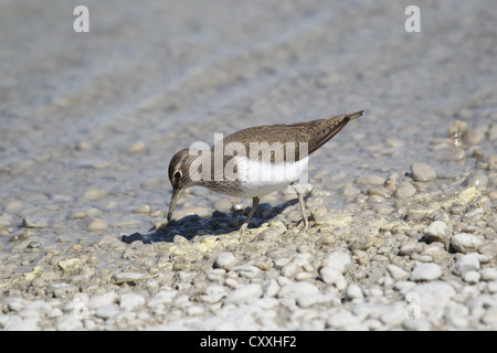Common Sandpiper (Actitis hypoleucos), foraging on the river bank, Burgenland, Austria, Europe Stock Photo