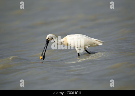 Eurasian spoonbill (Platalea leucorodia), Burgenland, Austria, Europe Stock Photo