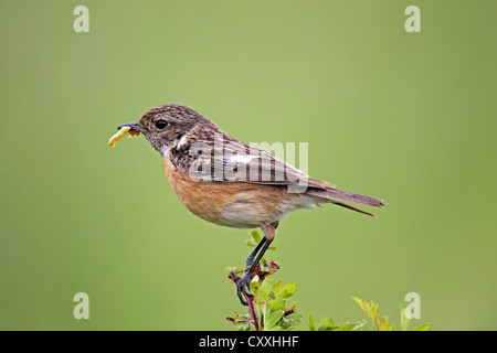 African stonechat (Saxicola torquata), female with a caterpillar, Burgenland, Austria, Europe Stock Photo