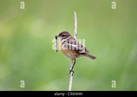 African stonechat (Saxicola torquata), female with a caterpillar, Burgenland, Austria, Europe Stock Photo