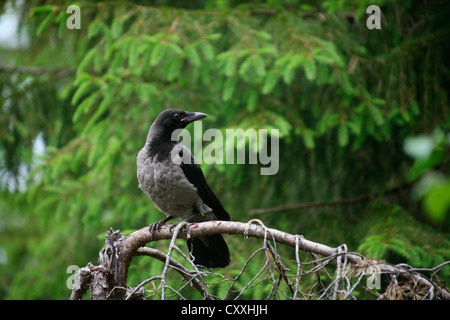 Hooded Crow (Corvus corone cornix), fledged young bird, Norway, Europe Stock Photo