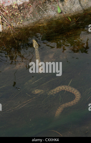 Dice snake (Natrix tessellata) in the water, Lake Balaton, Hungary, Europe Stock Photo