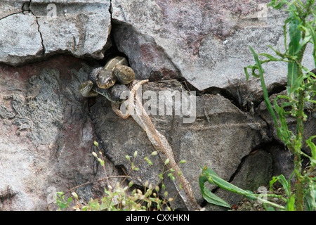 Grass snake (Natrix natrix) and Dice snakes (Natrix tessellata) looking out of a crack in a wall, shed snake skin hanging from a Stock Photo