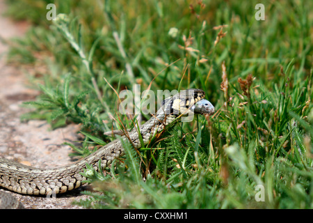 Grass snake (Natrix natrix) with a captured Belica or Moderlieschen (Leucaspius delineatus), Lake Balaton, Hungary, Europe Stock Photo