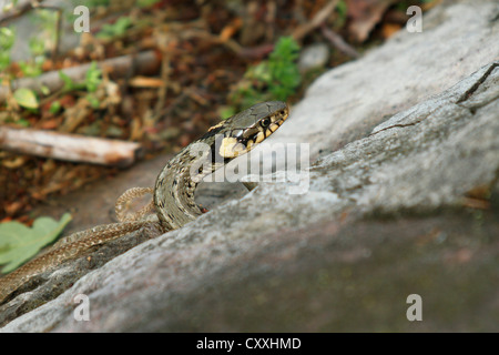 Grass Snake (Natrix natrix), shed skin Stock Photo 