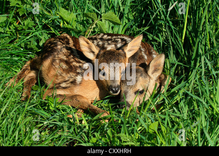 European Roe Deer (Capreolus capreolus) two fawns hiding in the tall grass, Allgaeu region, Bavaria Stock Photo