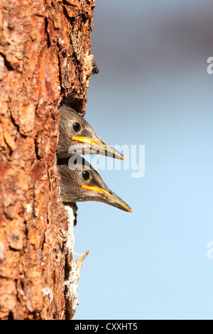 Juvenile starlings (Stunus vulgaris) looking out of nesting hole, Allgaeu region, Bavaria Stock Photo